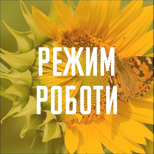 Шановні покупці, наш графік роботи 24, 25, 26 серпня